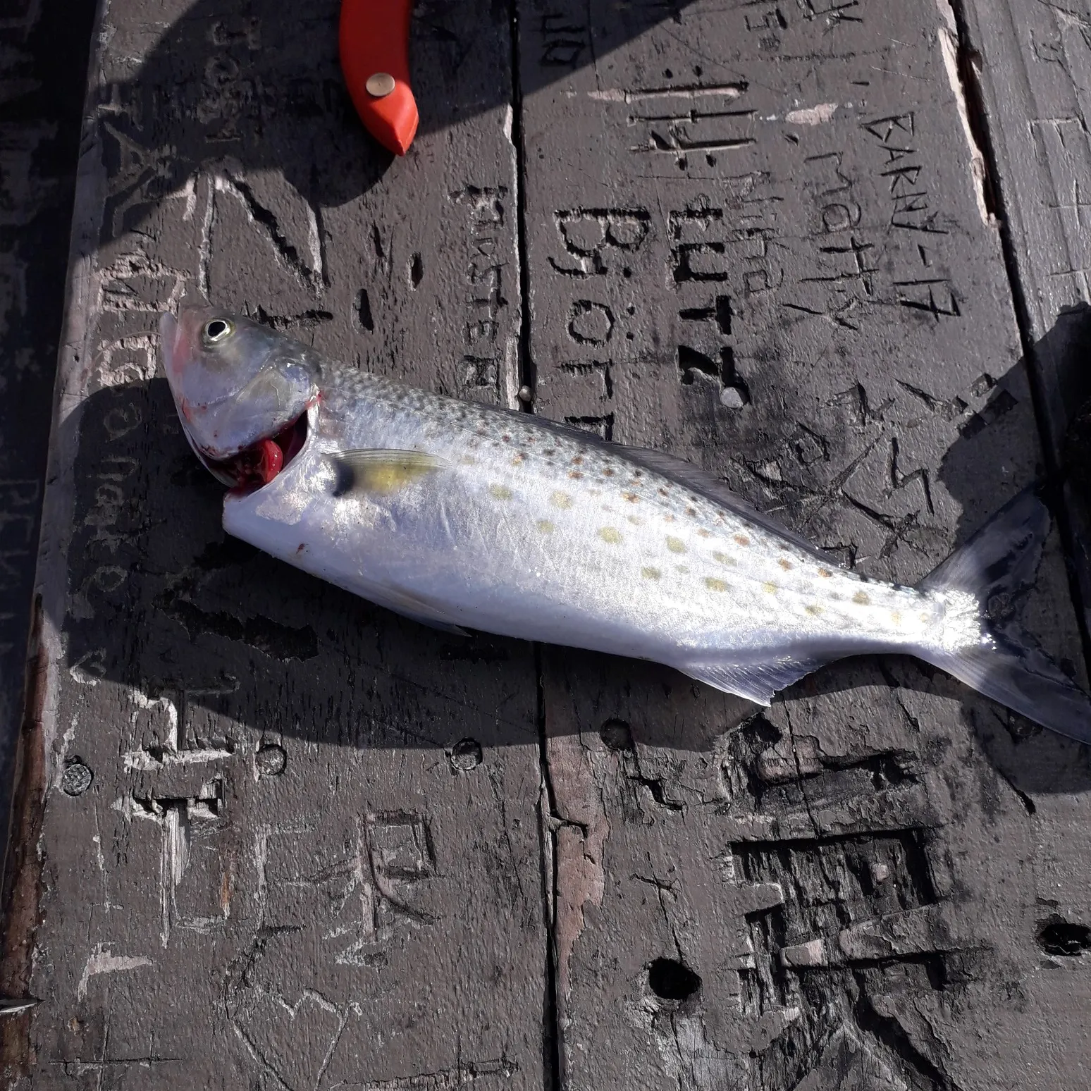 recently logged catches