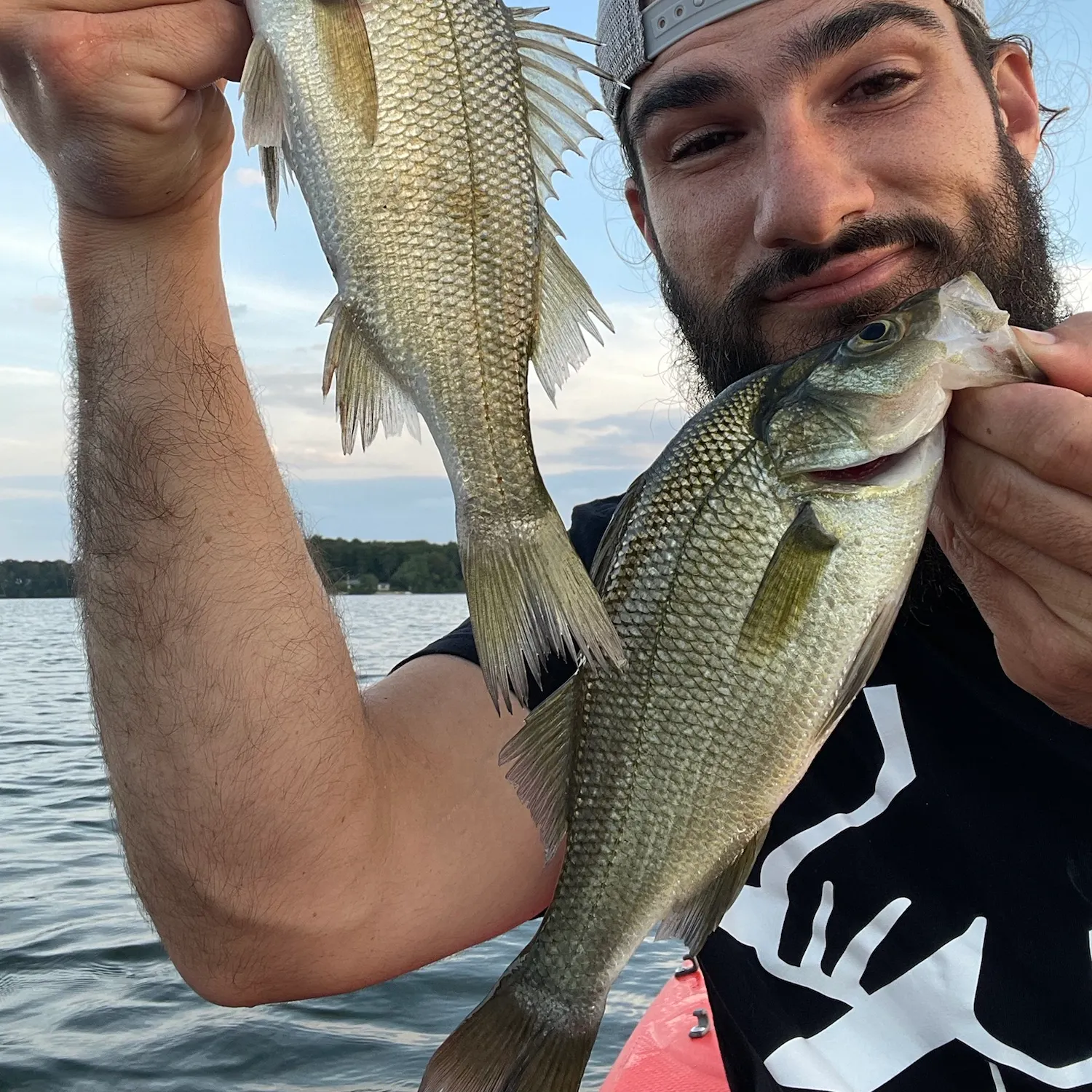 White perch caught on Fishbrain