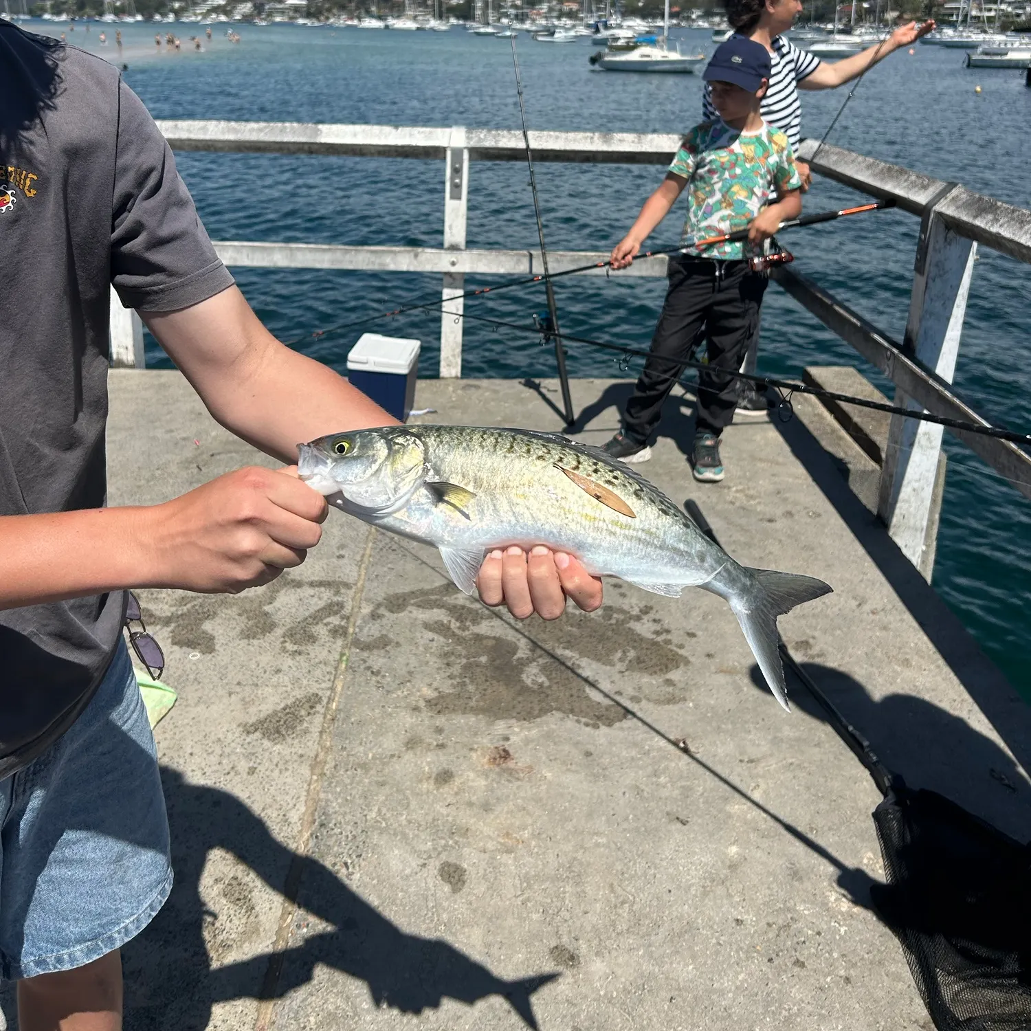 Eastern Australian salmon caught on Fishbrain