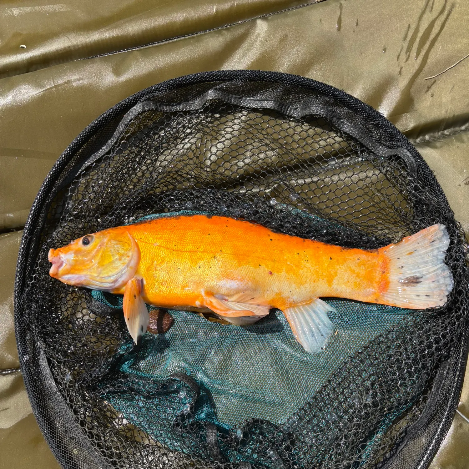 The most recent Golden tench catches on Fishbrain
