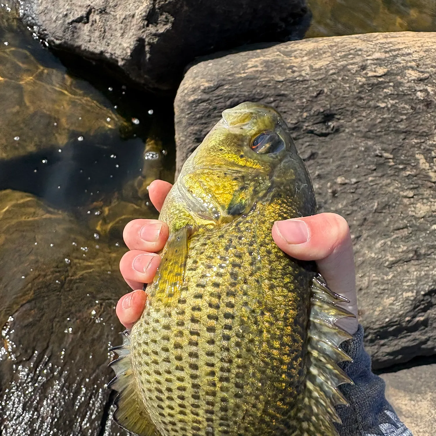 catch
