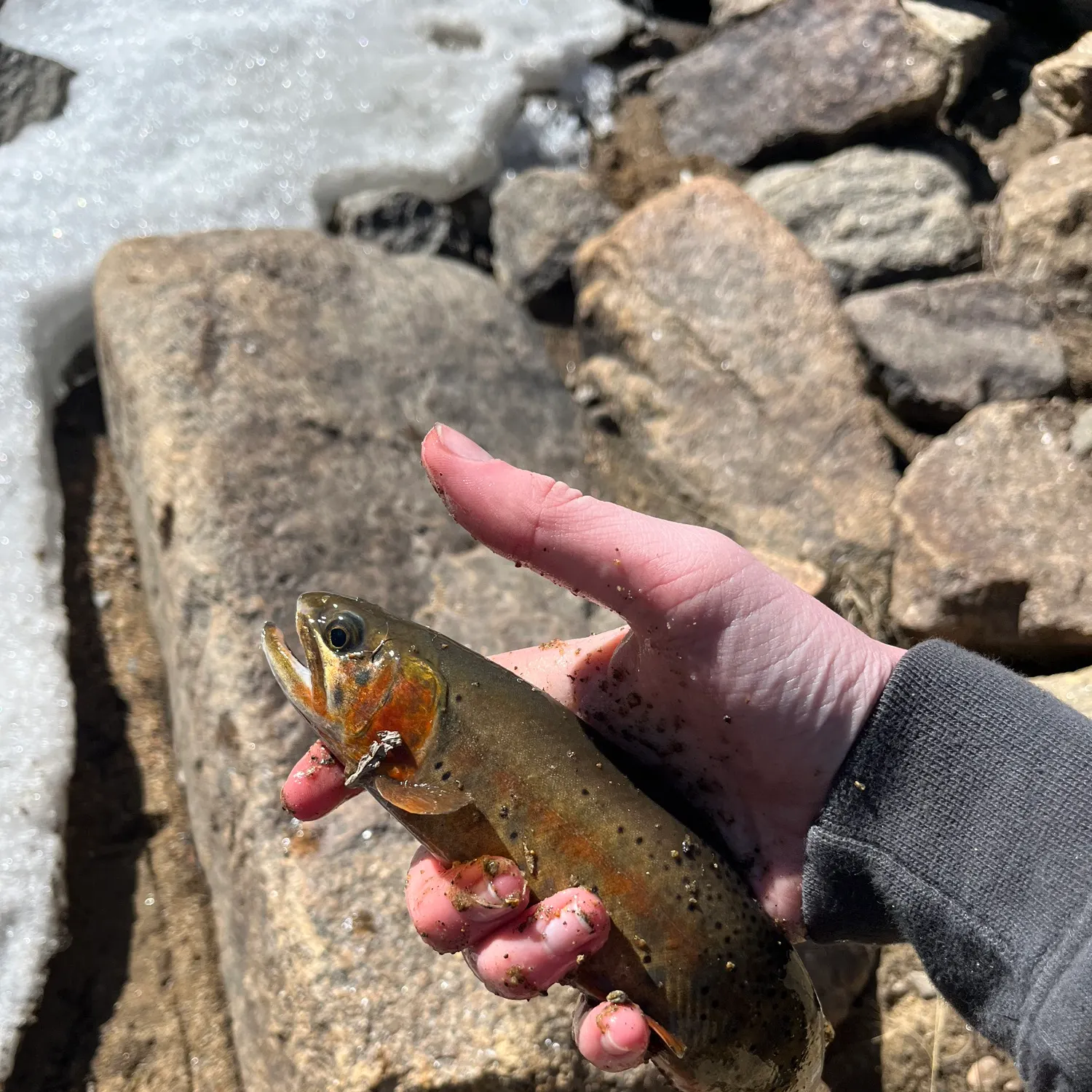 The most recent Greenback cutthroat trout catches on Fishbrain
