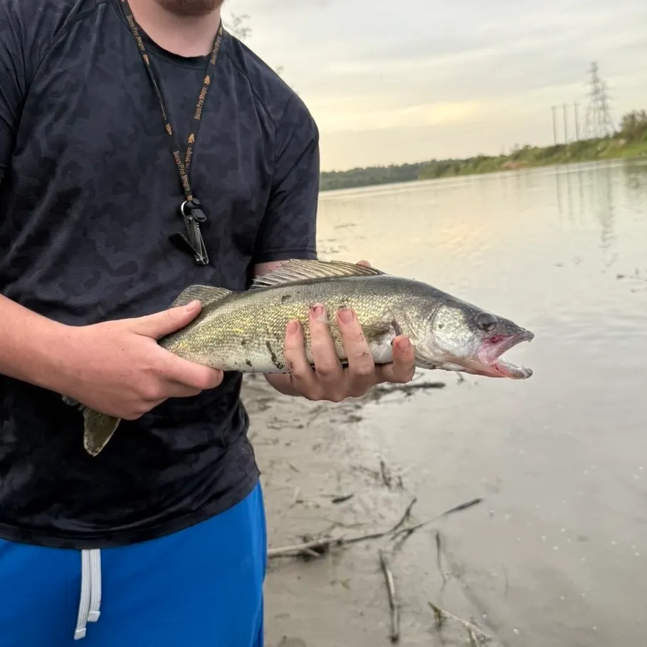 Walleye caught on Fishbrain