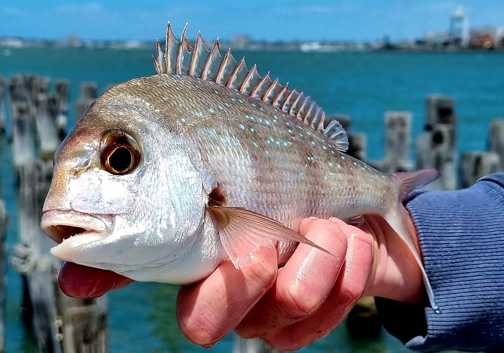 White trevally