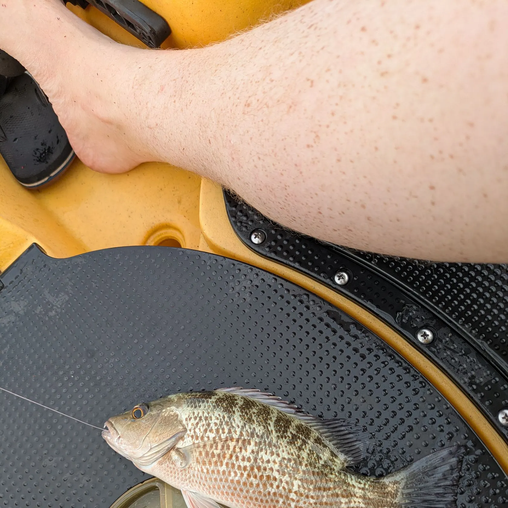 Mangrove snapper caught on Fishbrain