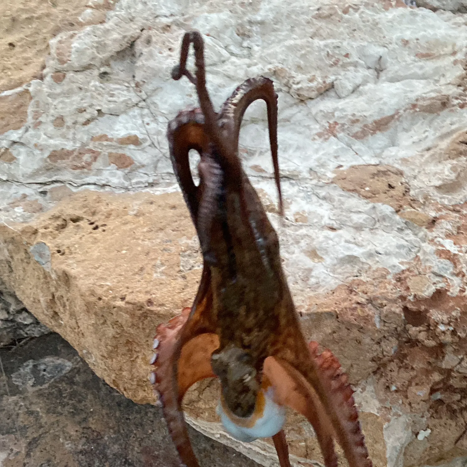 The most recent Common octopus catches on Fishbrain