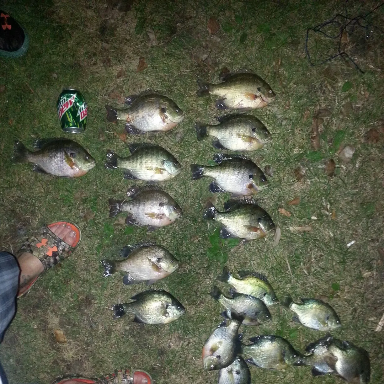 recently logged catches