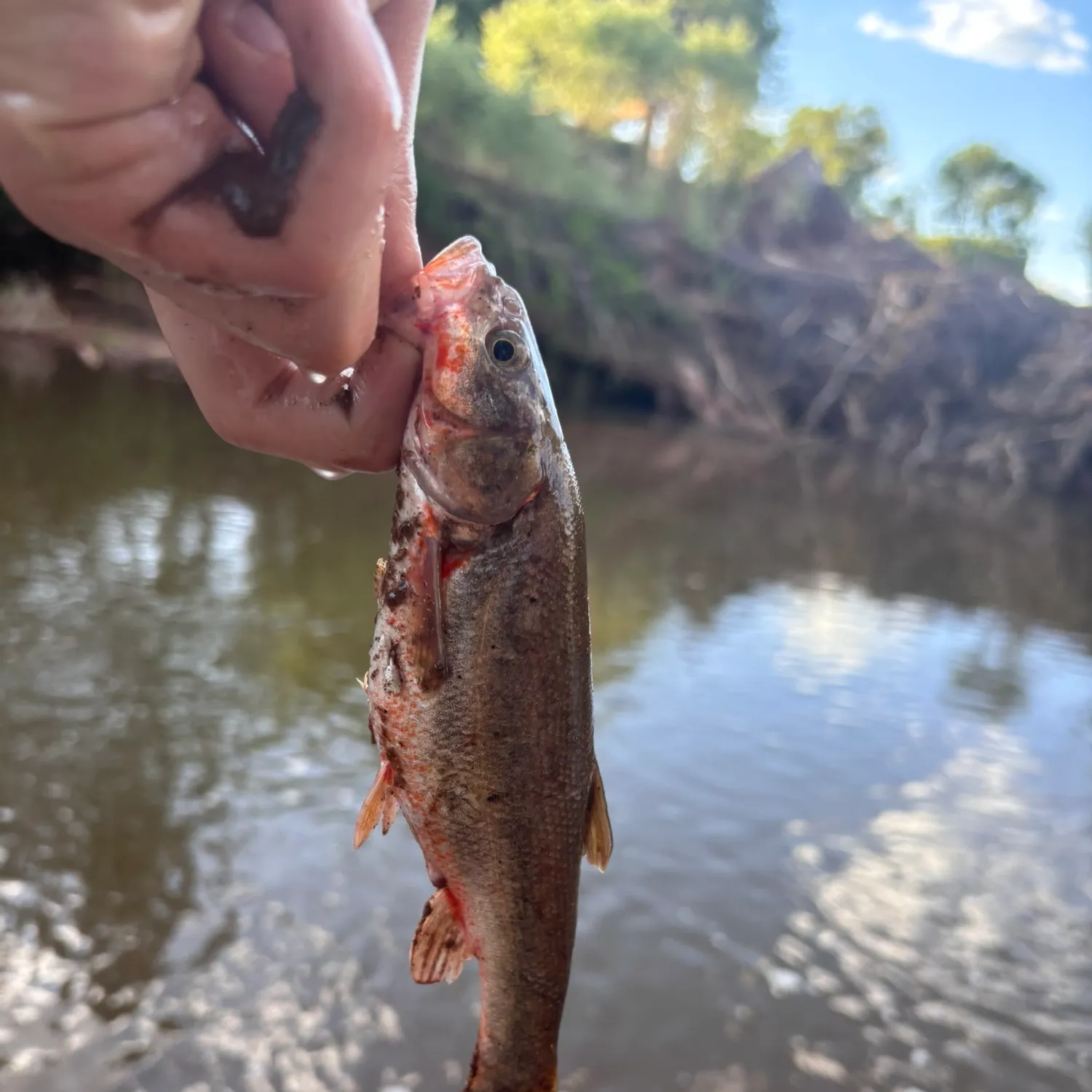 The most recent Rio Grande chub catches on Fishbrain