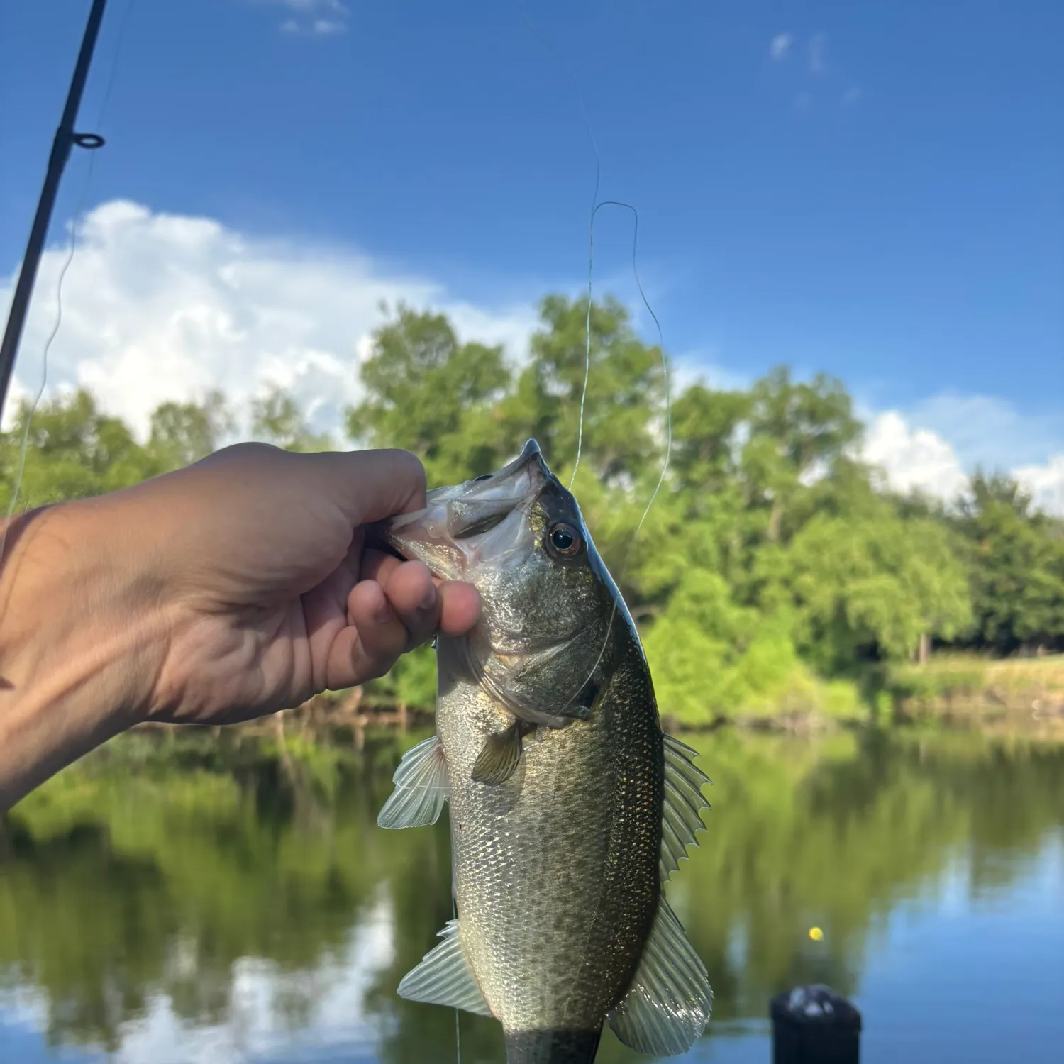 Largemouth bass caught on Fishbrain