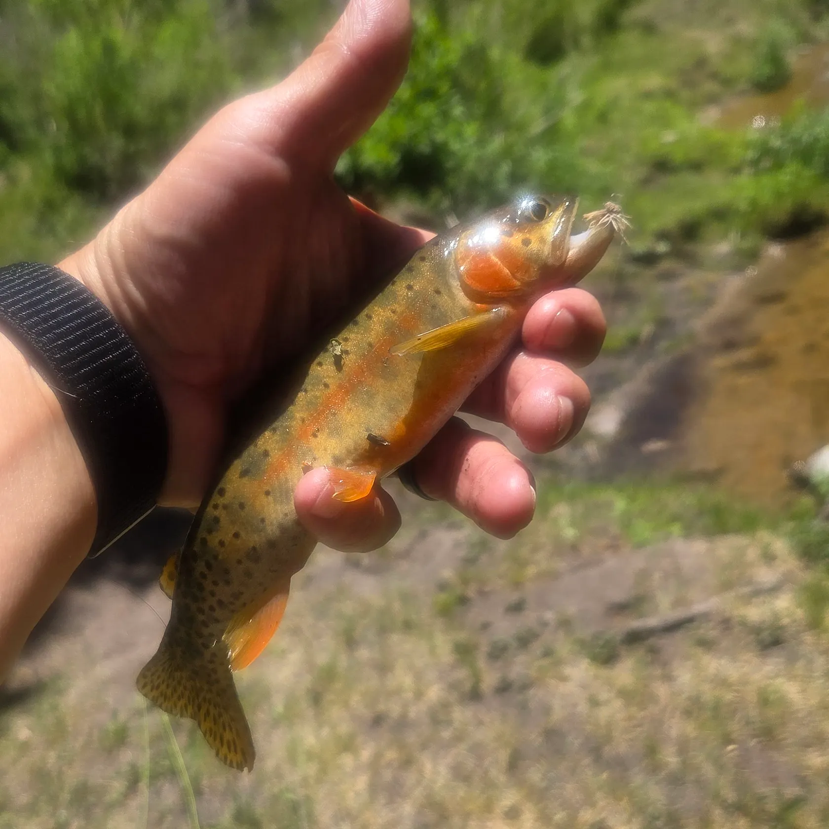 The most recent Rio Grande cutthroat trout catches on Fishbrain