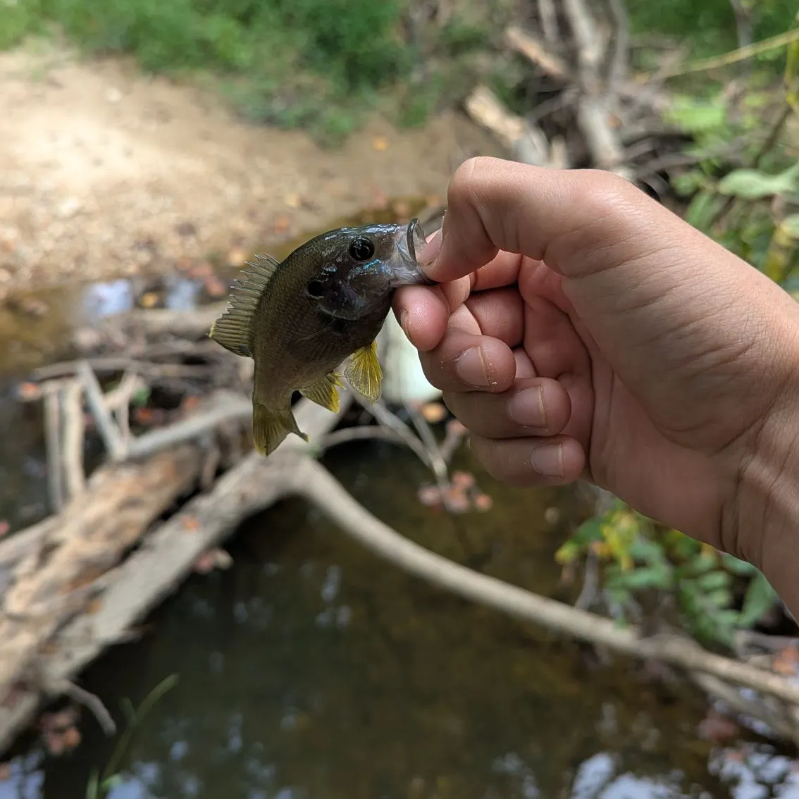 Green sunfish caught on Fishbrain