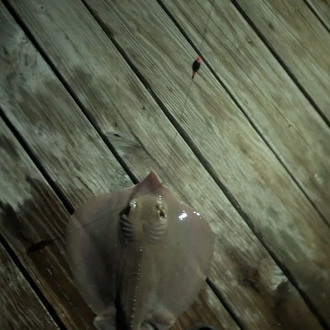 Fish caught on Fishbrain