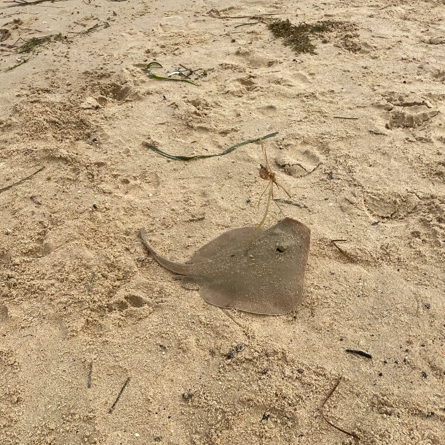 The most recent Common stingaree catches on Fishbrain