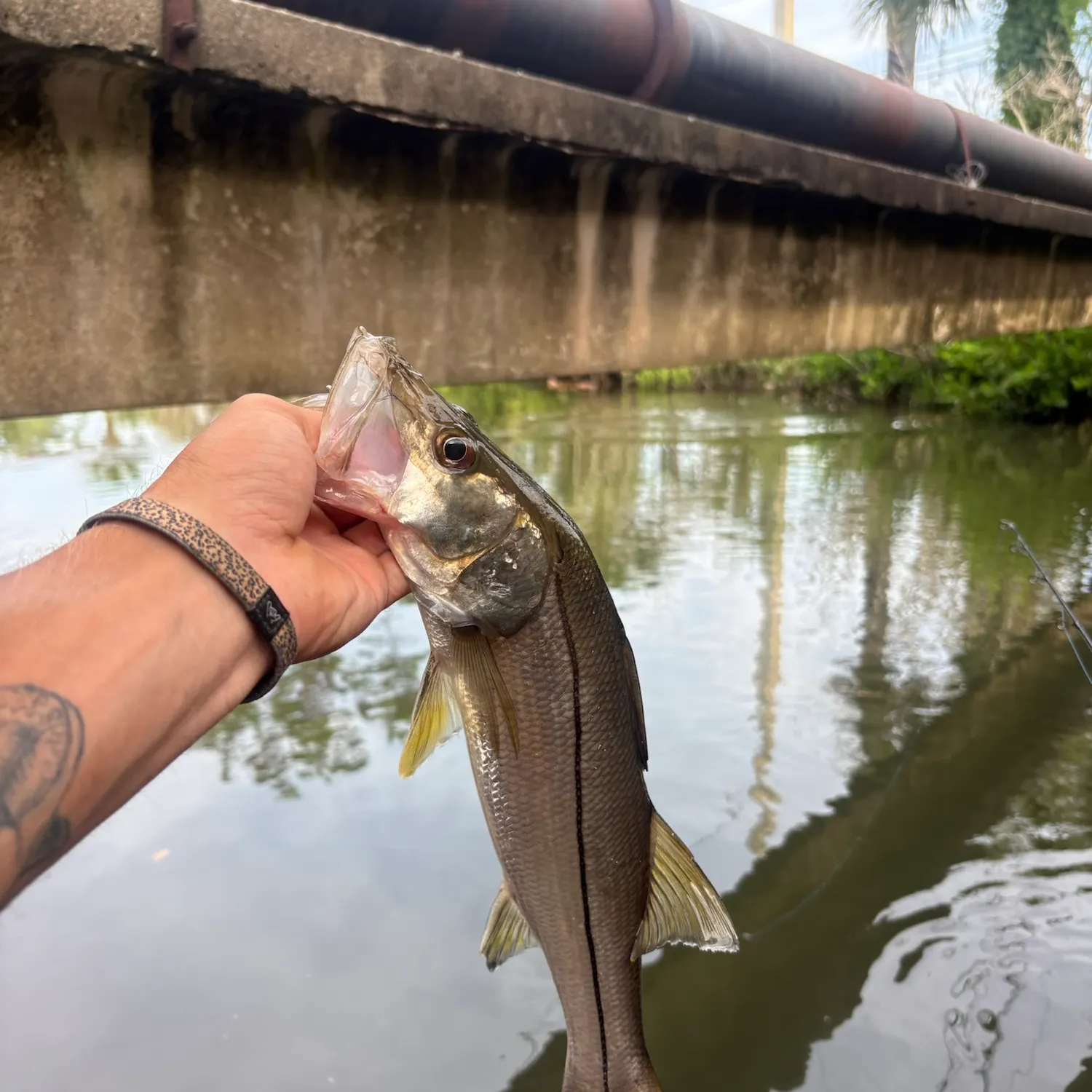 Common snook caught on Fishbrain