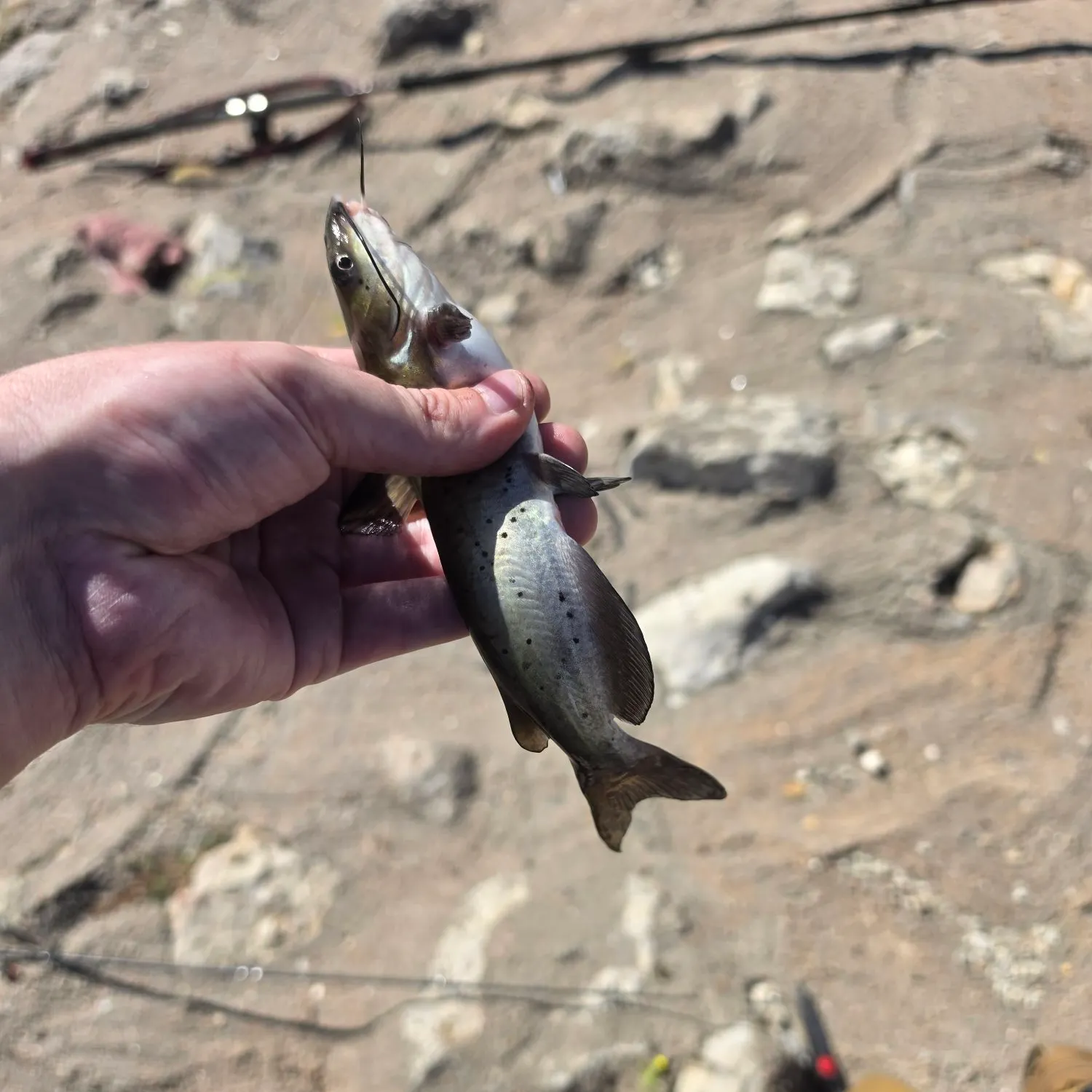 Channel catfish caught on Fishbrain