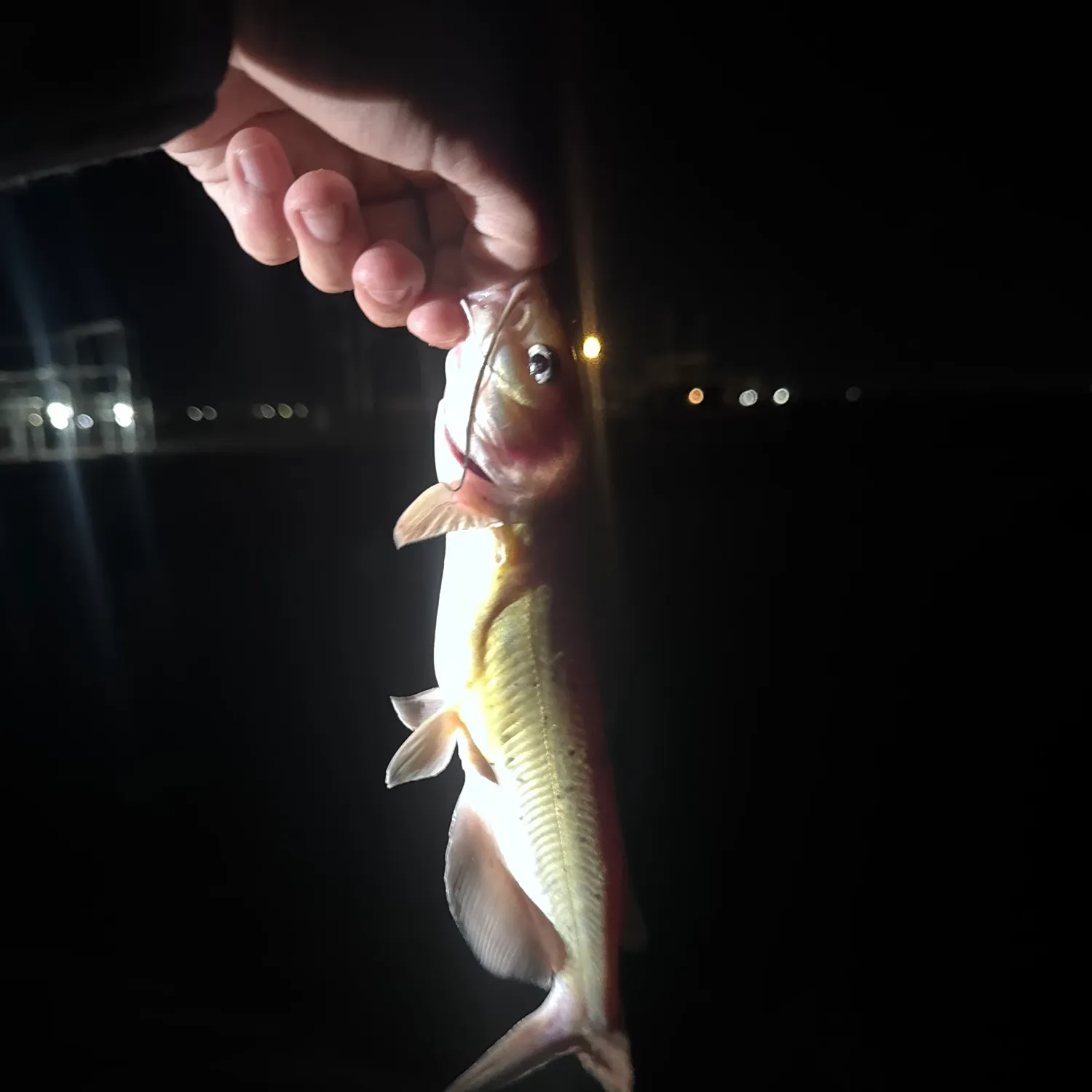 The most recent Channel catfish catches on Fishbrain