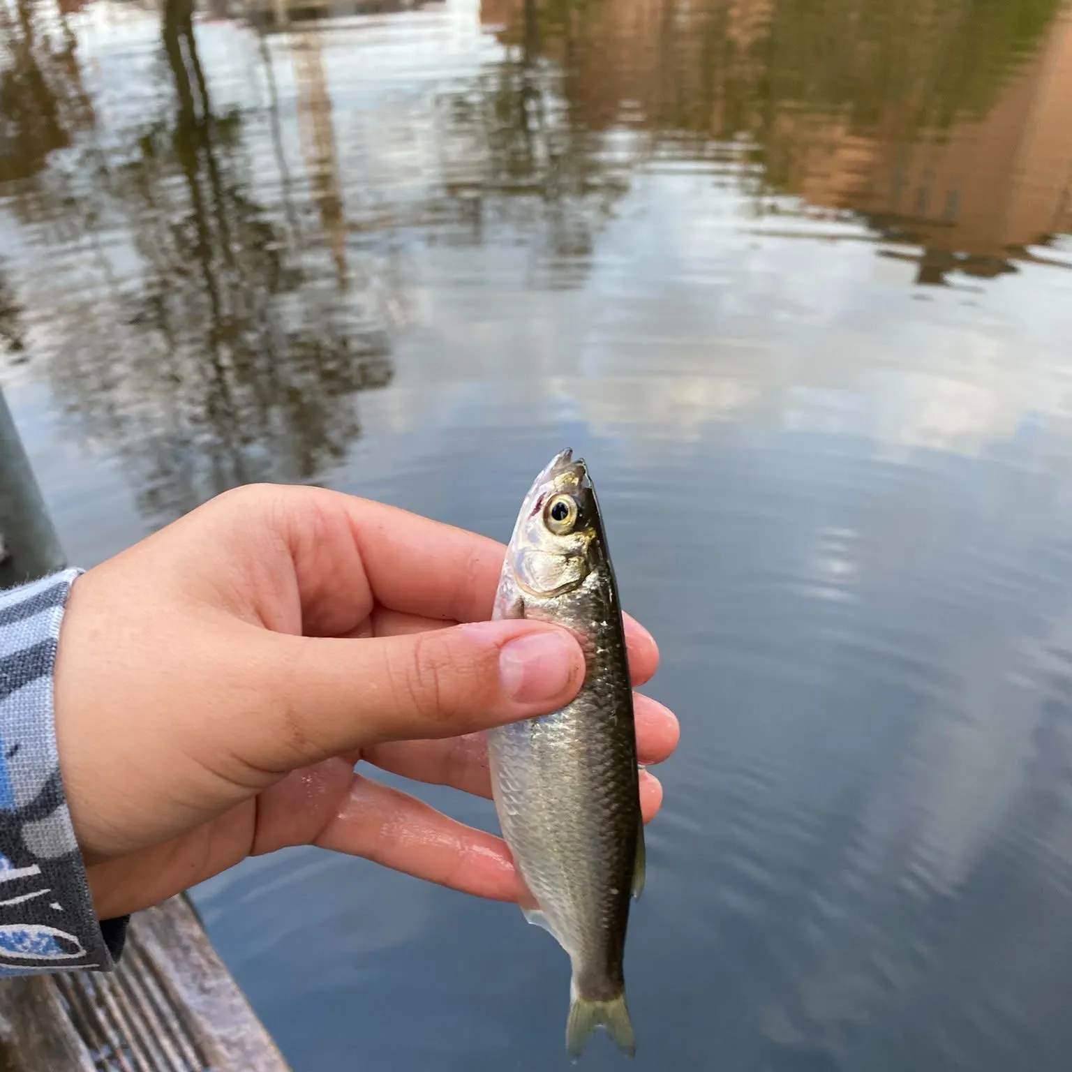 Common bleak caught on Fishbrain