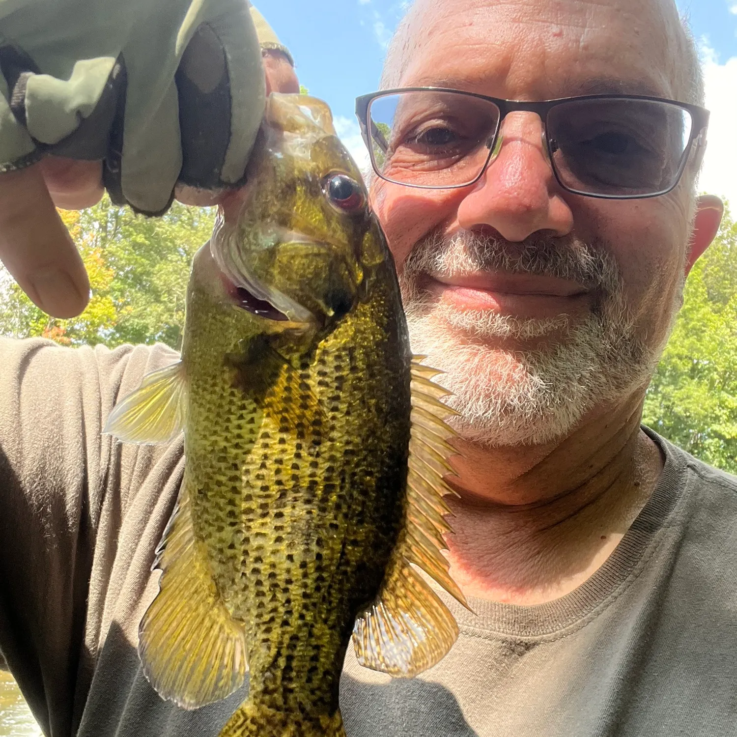 Rock bass caught on Fishbrain