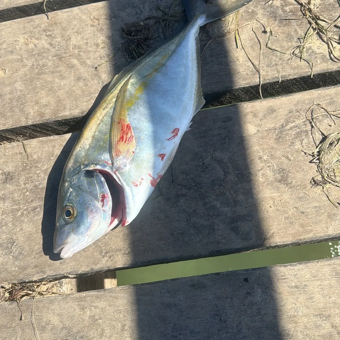 The most recent White trevally catches on Fishbrain