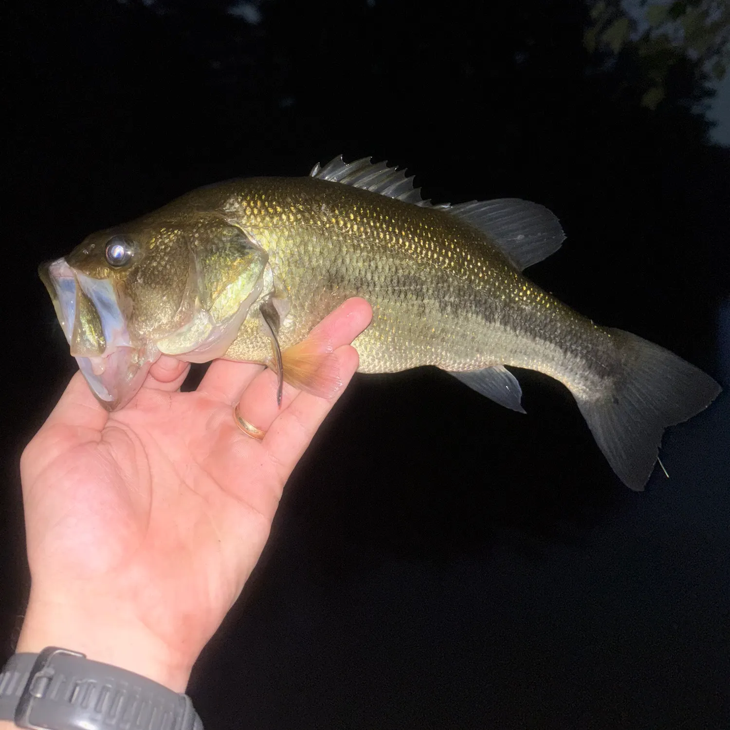 Largemouth bass caught on Fishbrain