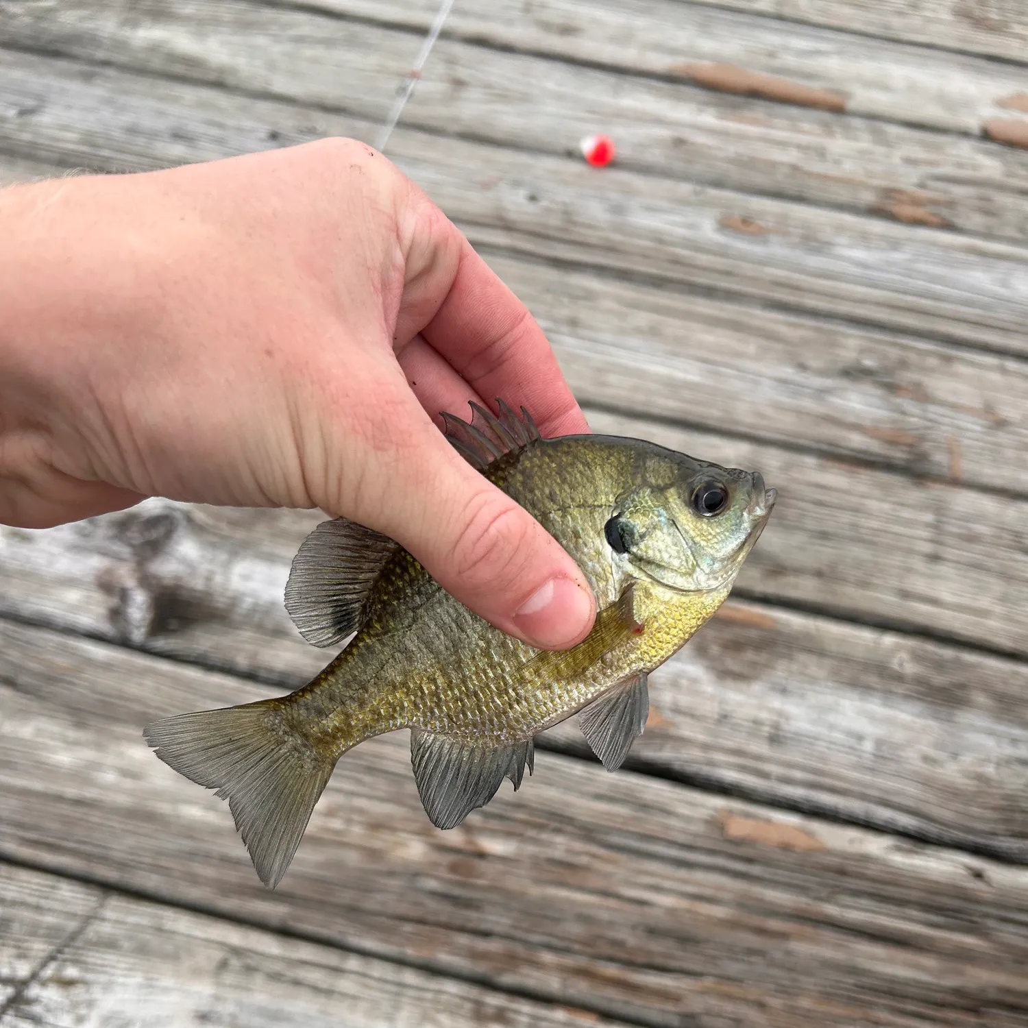 Bluegill caught on Fishbrain