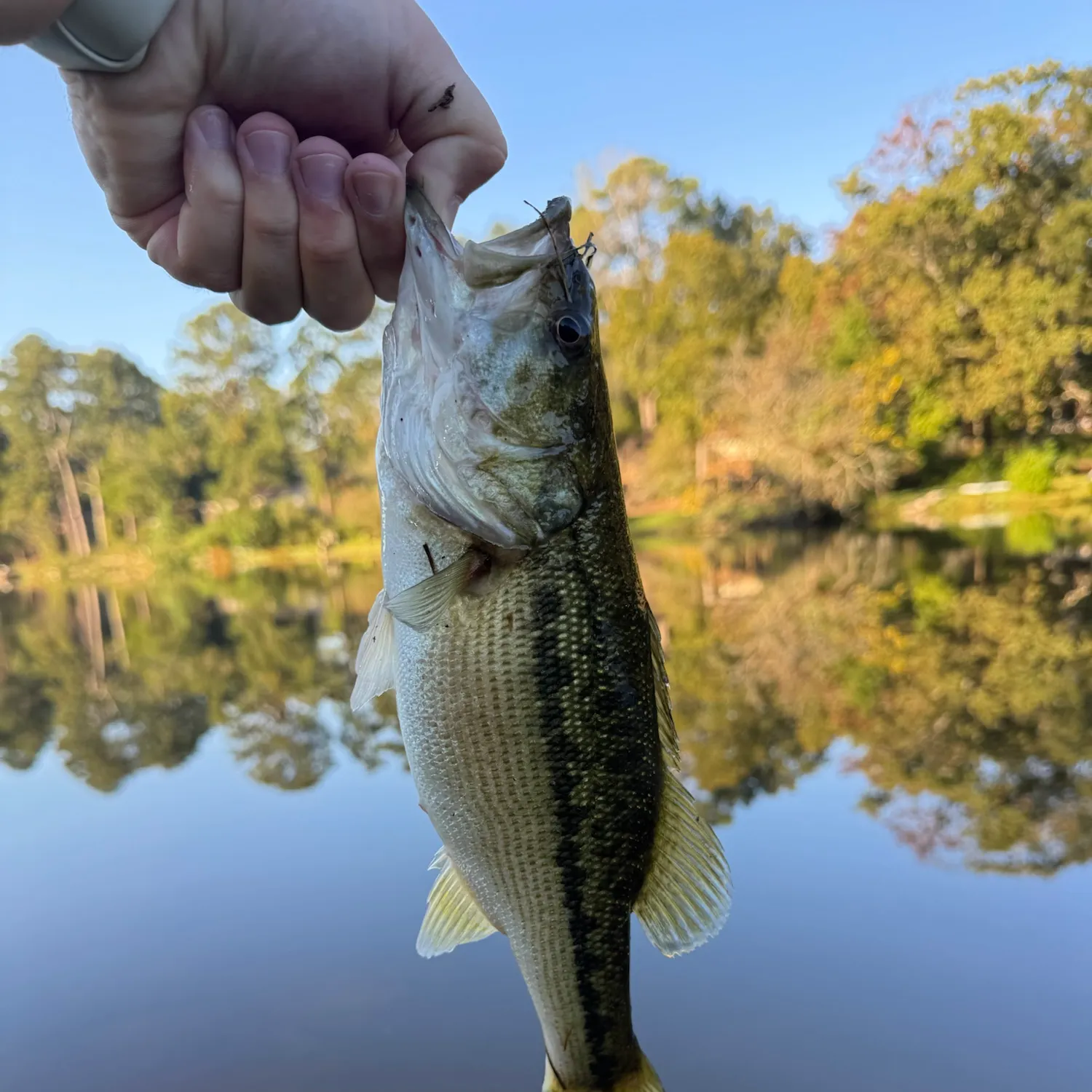 Spotted bass caught on Fishbrain
