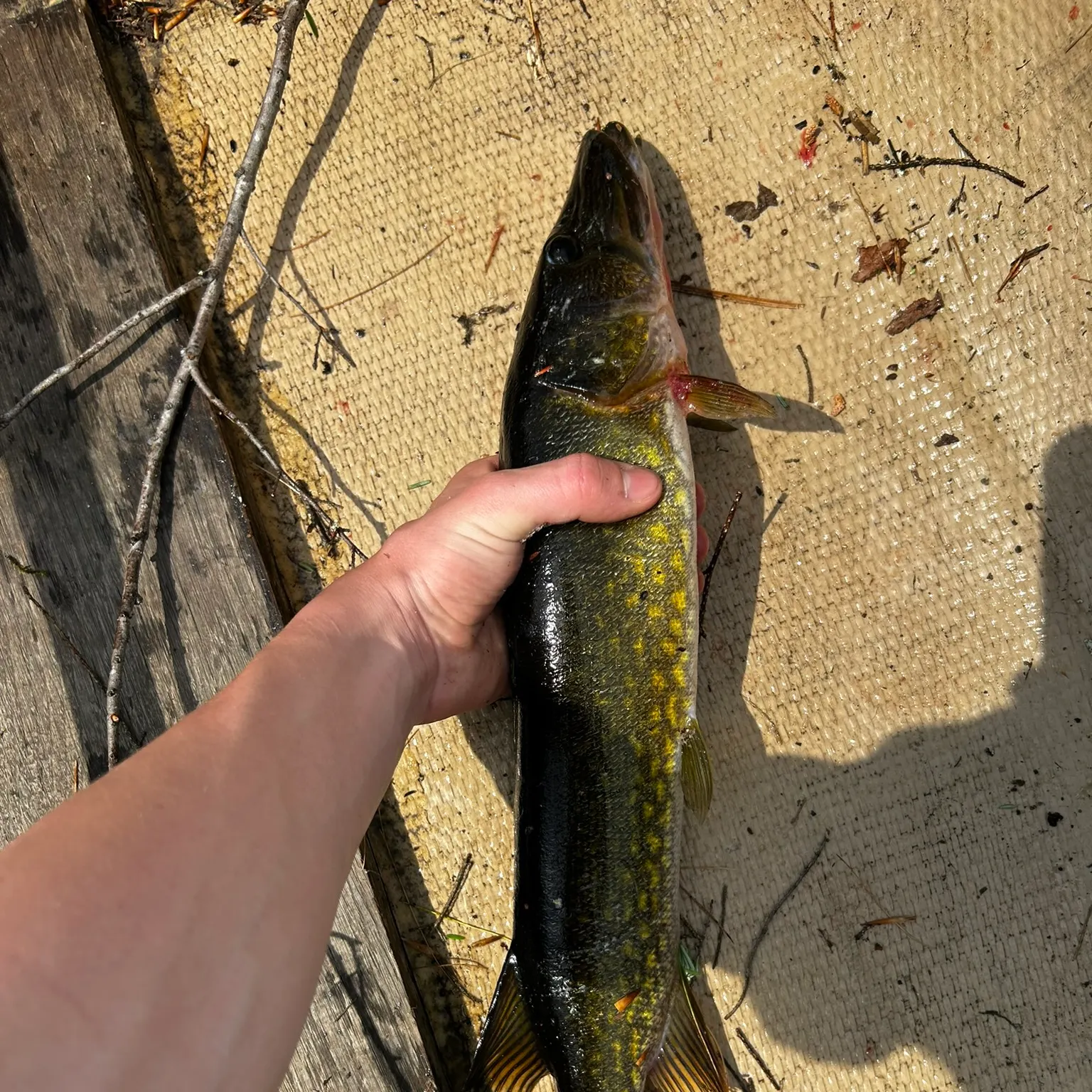 recently logged catches