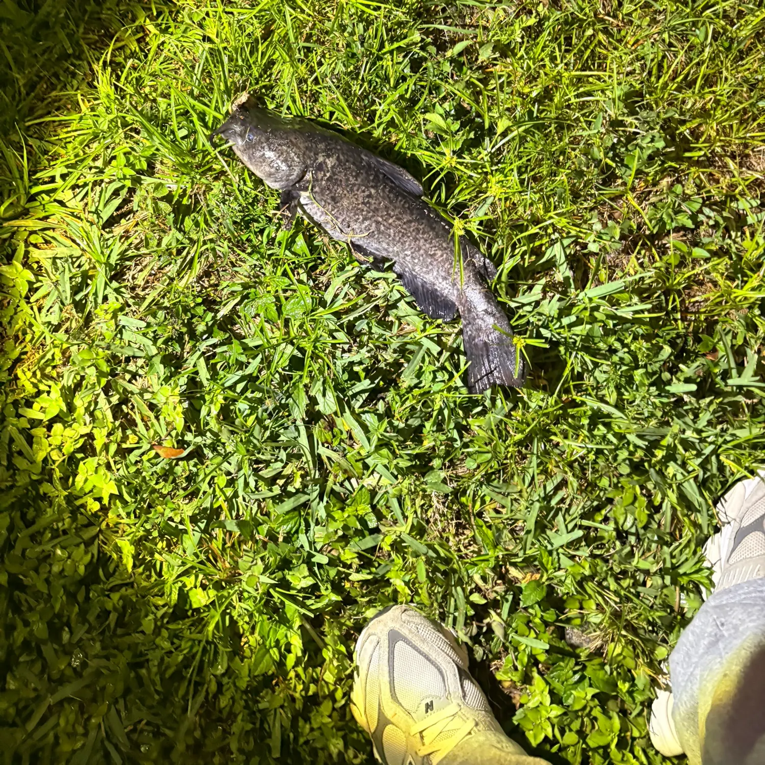 The most recent Brown bullhead catches on Fishbrain