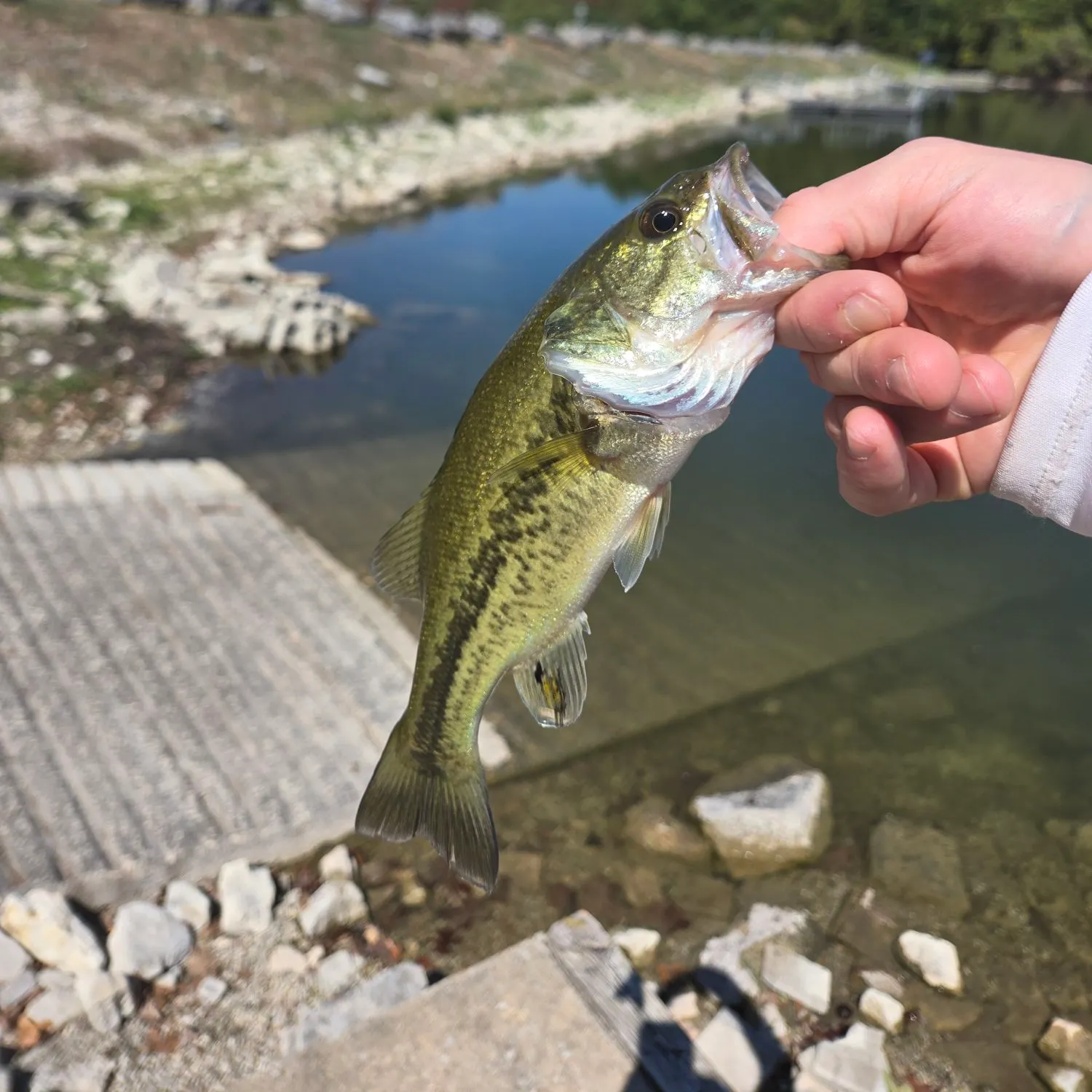 Largemouth bass caught on Fishbrain