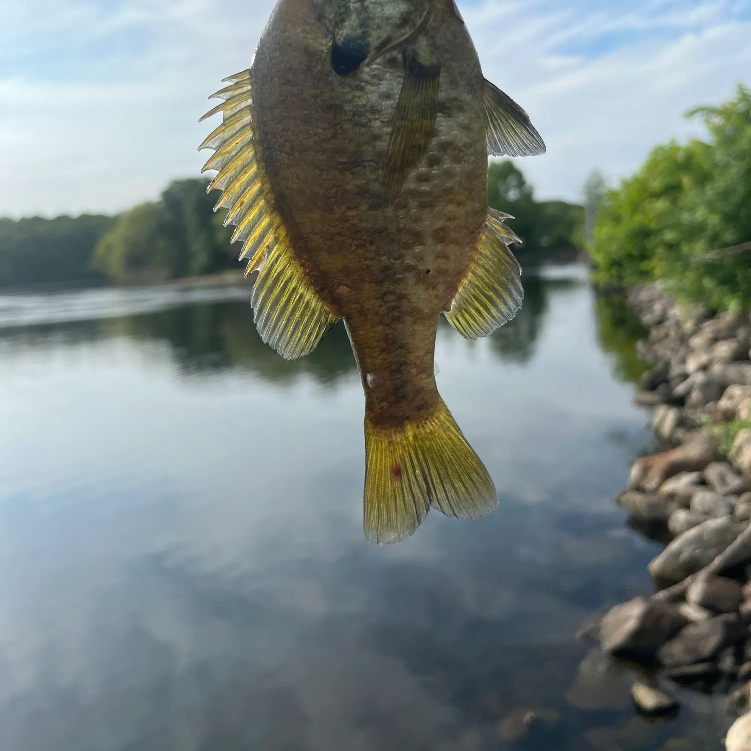 The most recent Redear x bluegill catches on Fishbrain