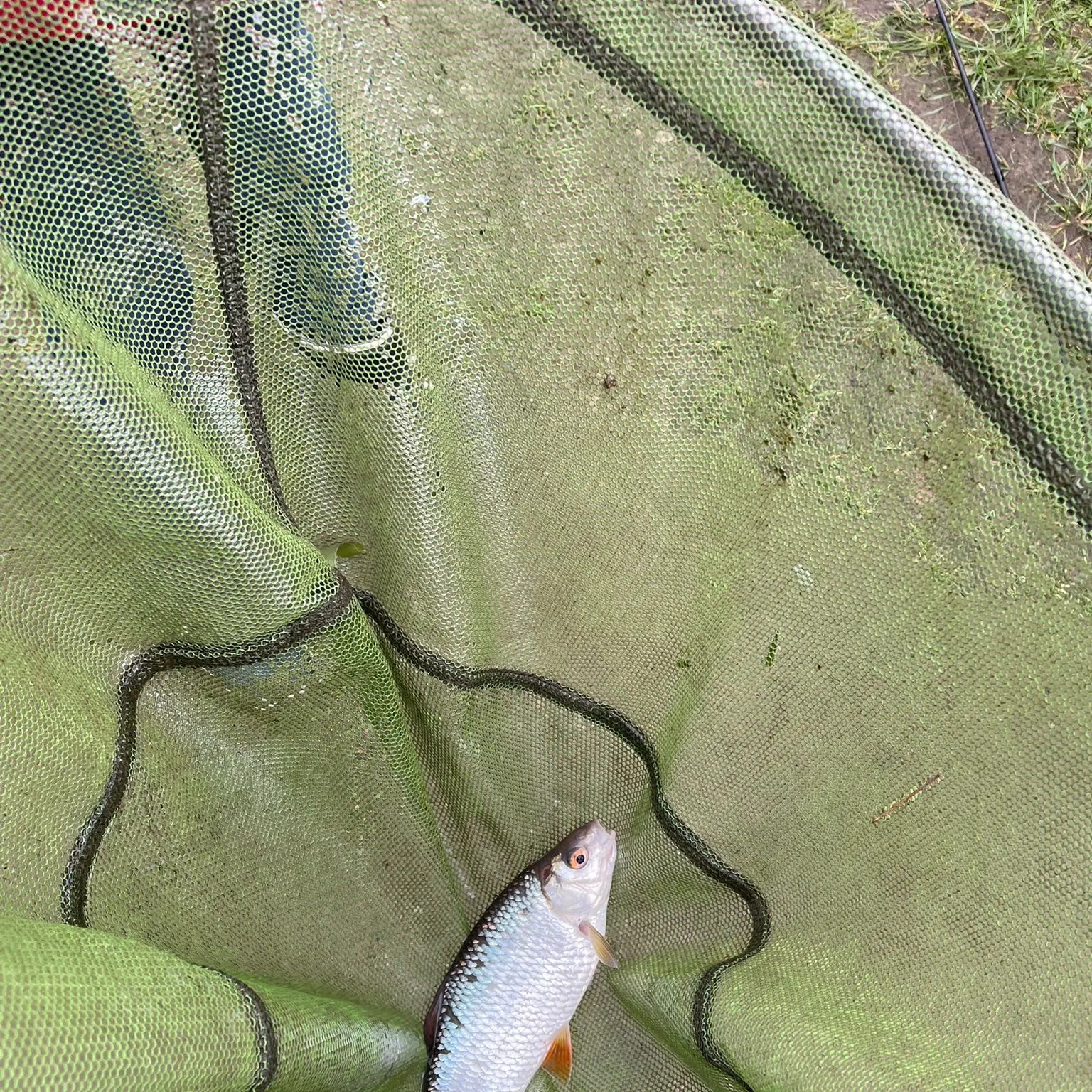 The most recent Common roach catches on Fishbrain