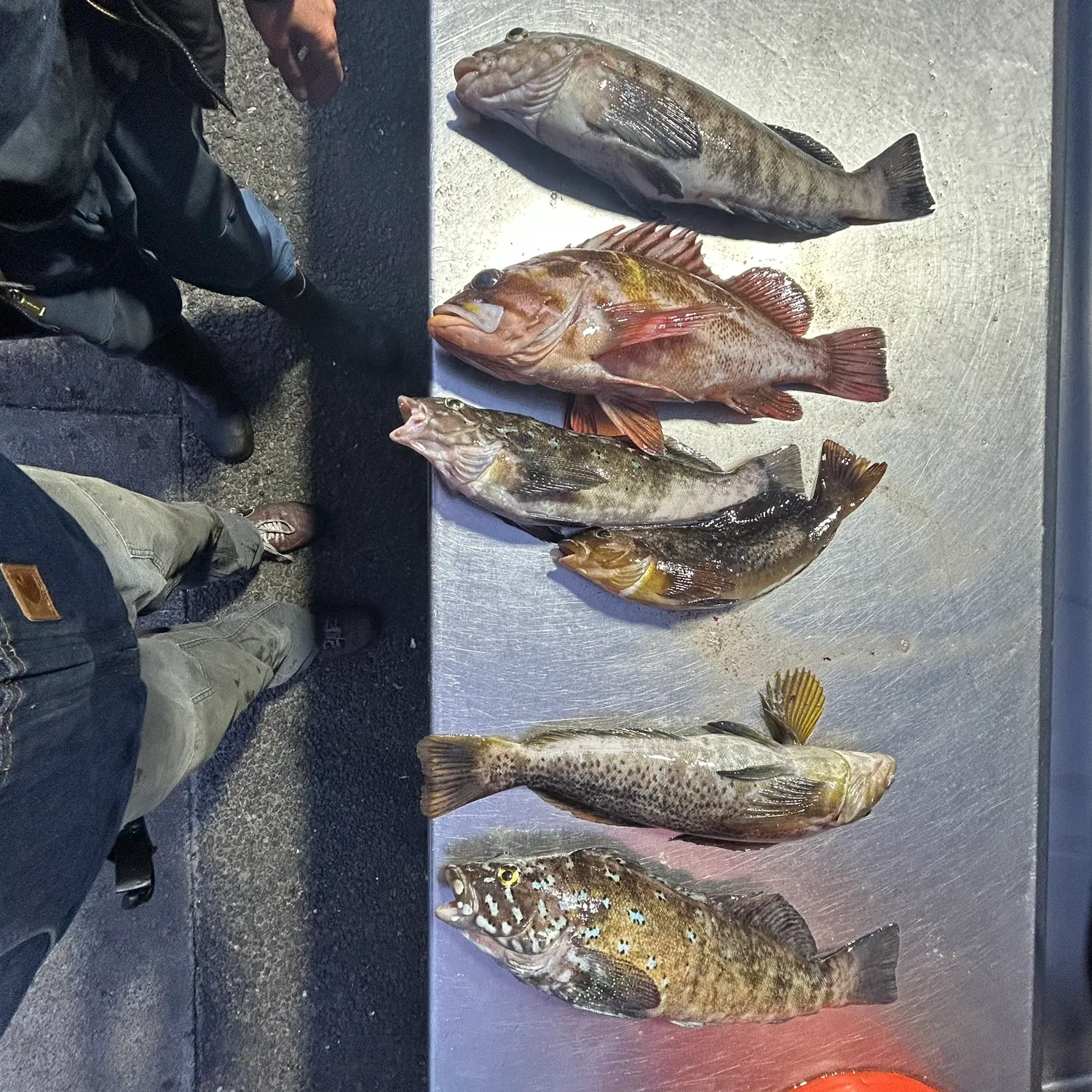 The most recent Kelp greenling catches on Fishbrain