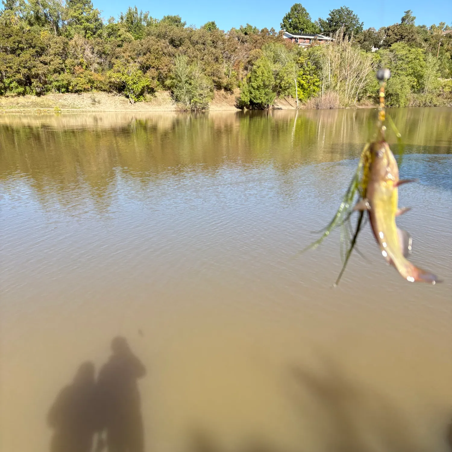 Yellow bullhead caught on Fishbrain