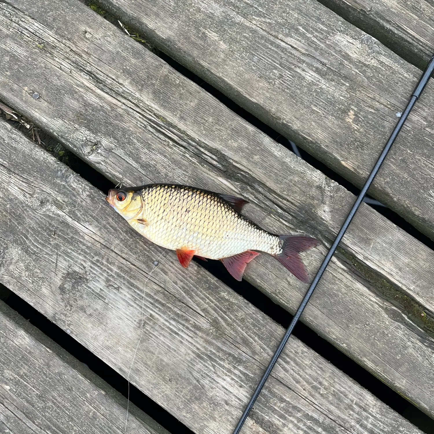 Common rudd caught on Fishbrain