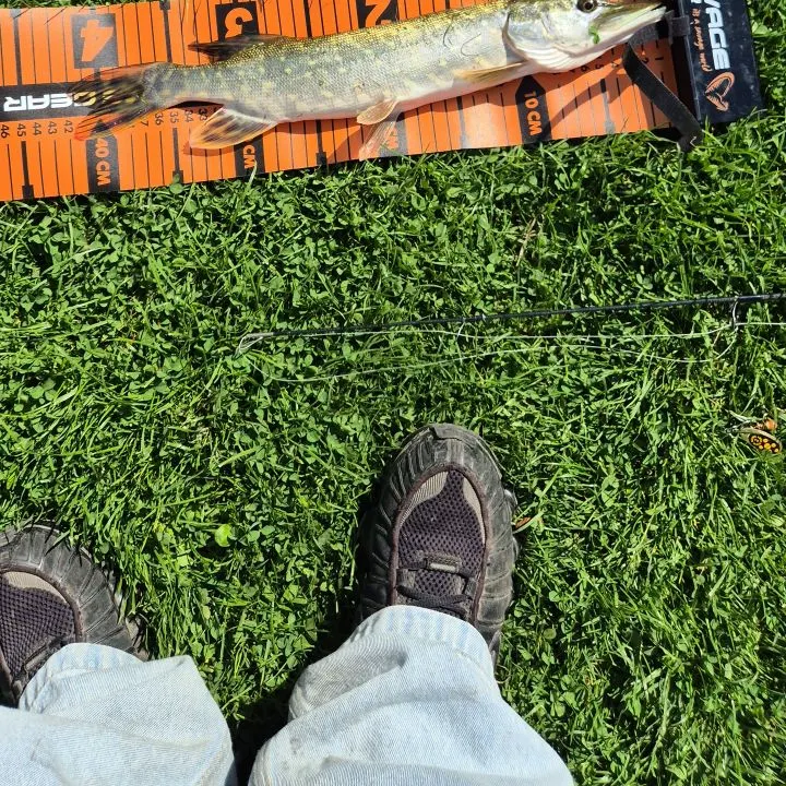 Northern pike caught on Fishbrain