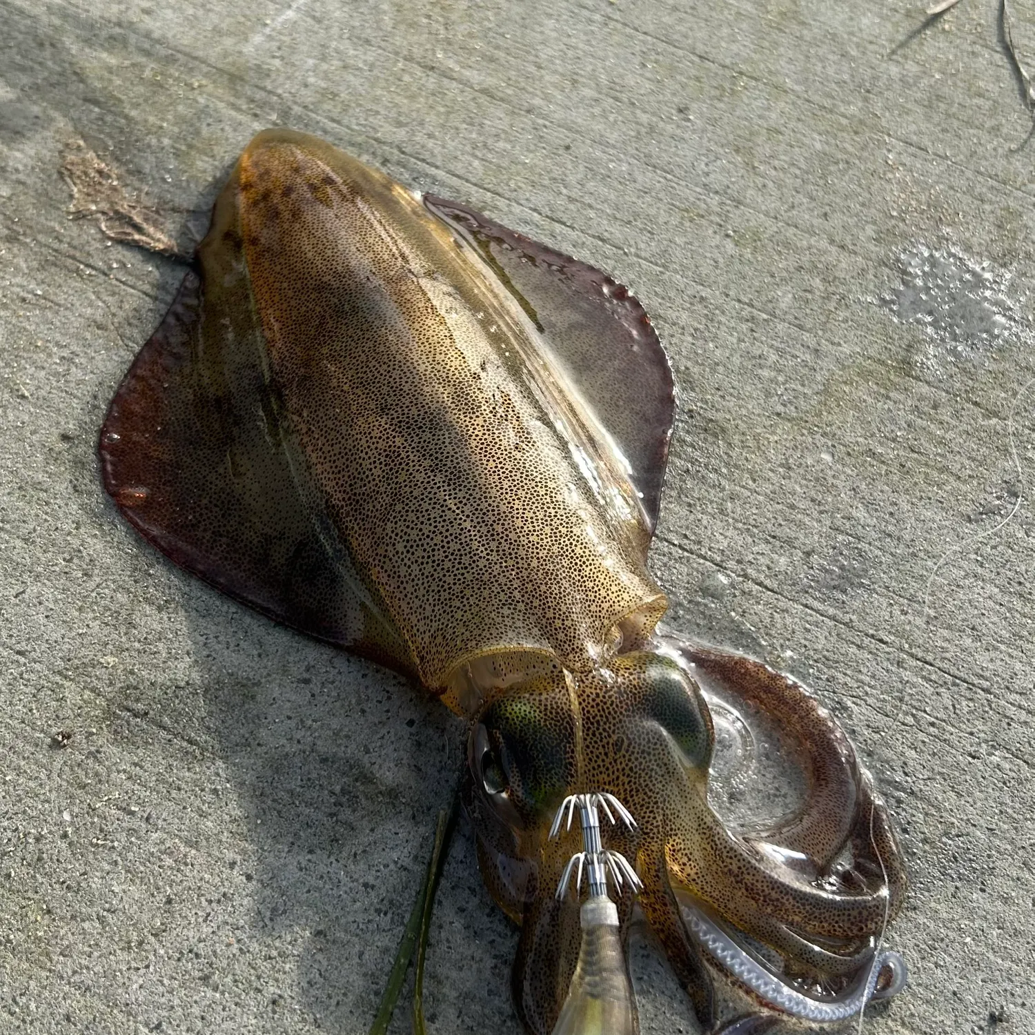 Southern calamari caught on Fishbrain