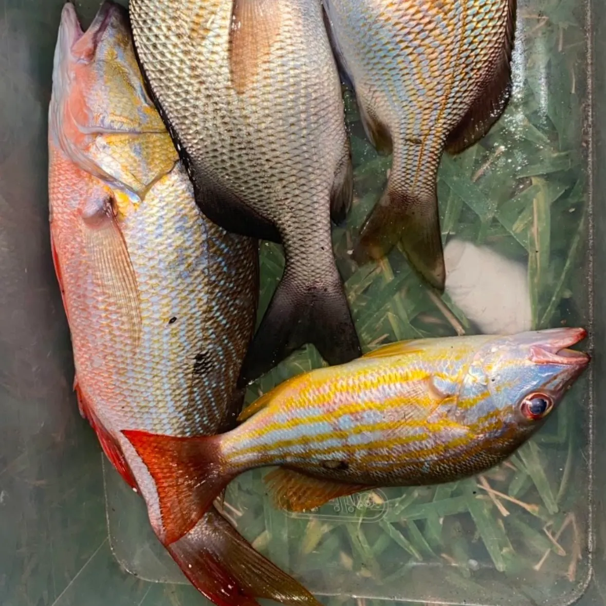 The most recent Mutton snapper catches on Fishbrain