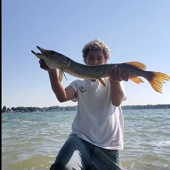 Northern pike caught on Fishbrain