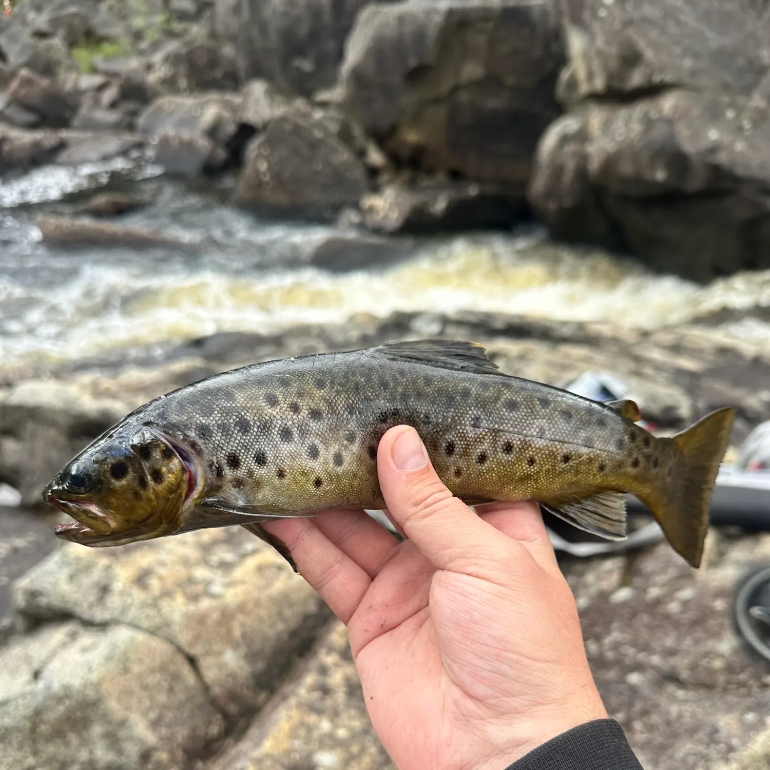 Brown trout caught on Fishbrain