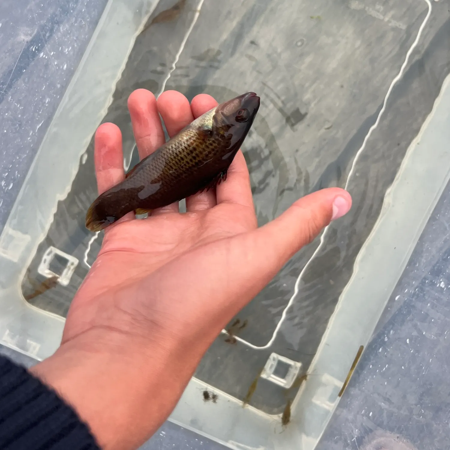 The most recent Goldsinny-wrasse catches on Fishbrain