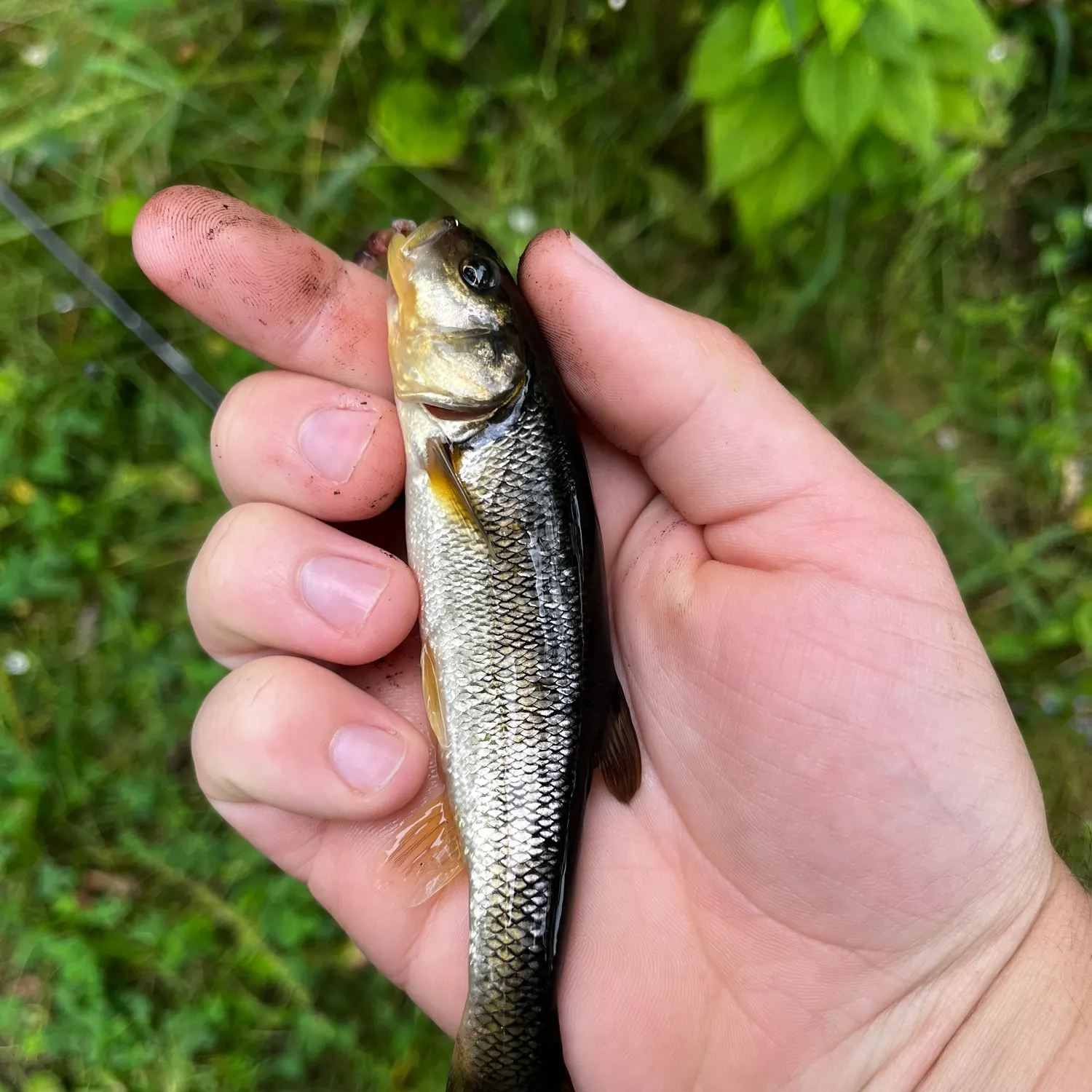 Hornyhead chub caught on Fishbrain