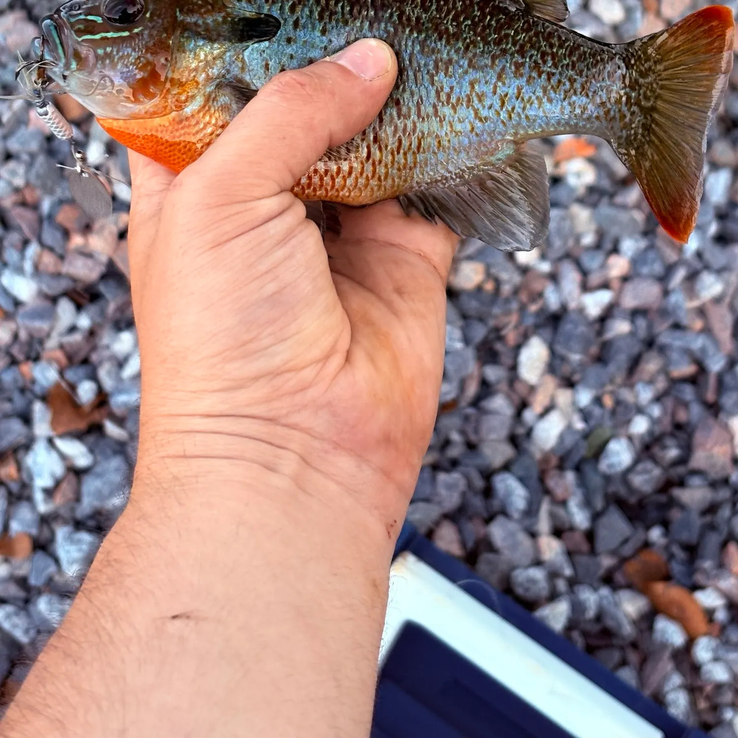 Redbreast sunfish caught on Fishbrain