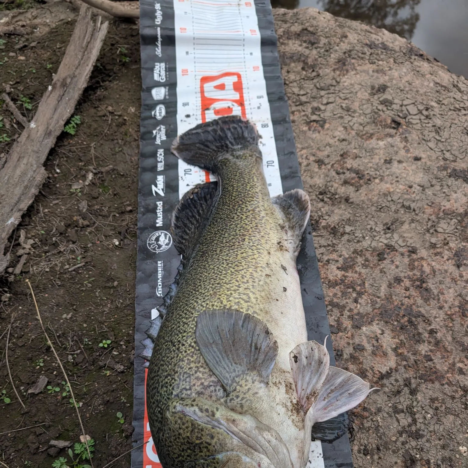 The most recent Murray cod catches on Fishbrain