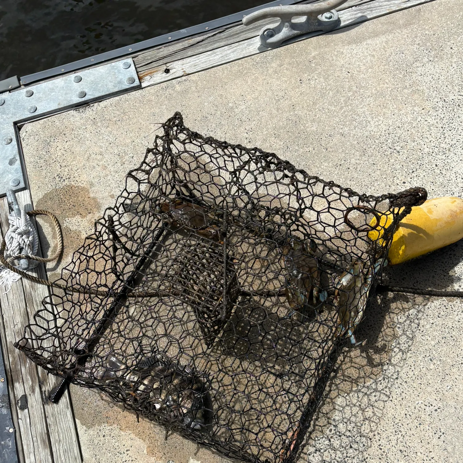 Sheepshead caught on Fishbrain