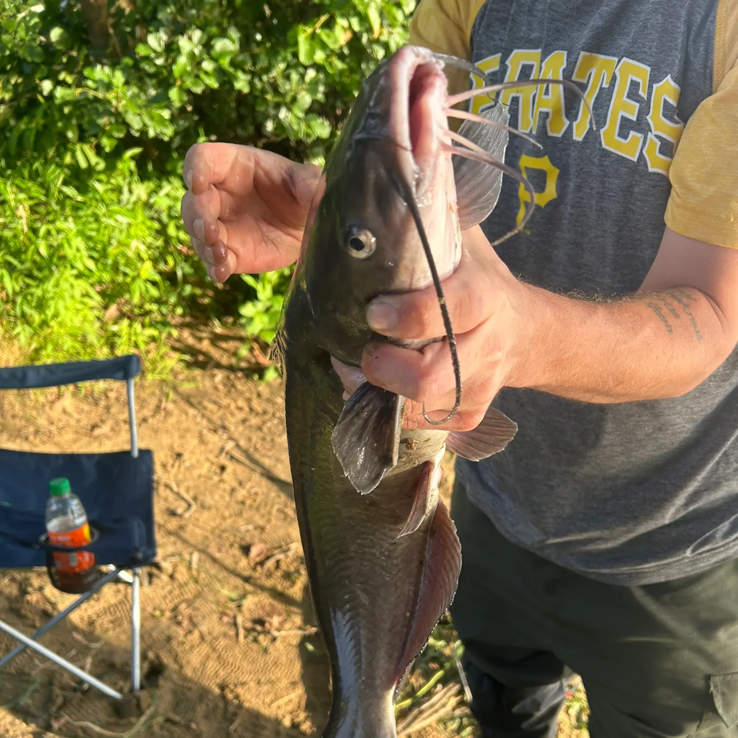 Channel catfish caught on Fishbrain