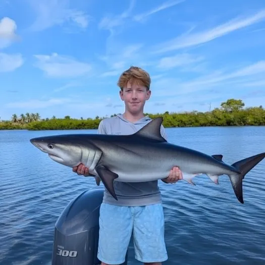 The most recent Bull shark catches on Fishbrain