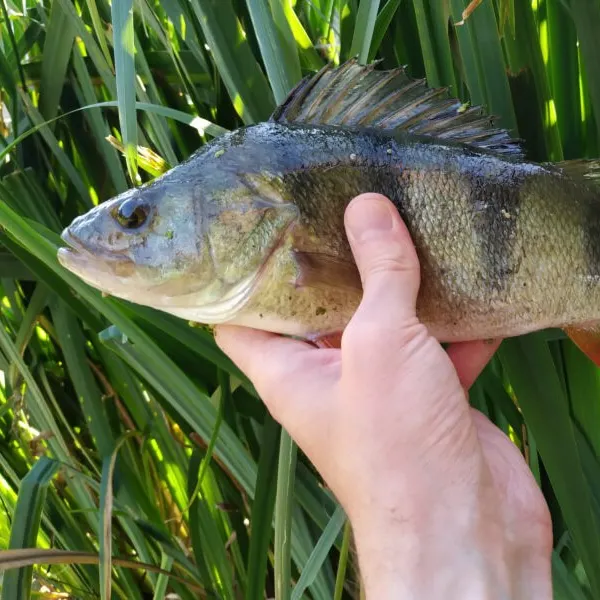 The most recent European perch catches on Fishbrain