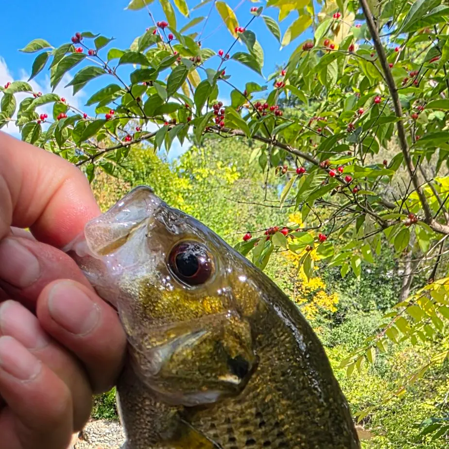Rock bass caught on Fishbrain