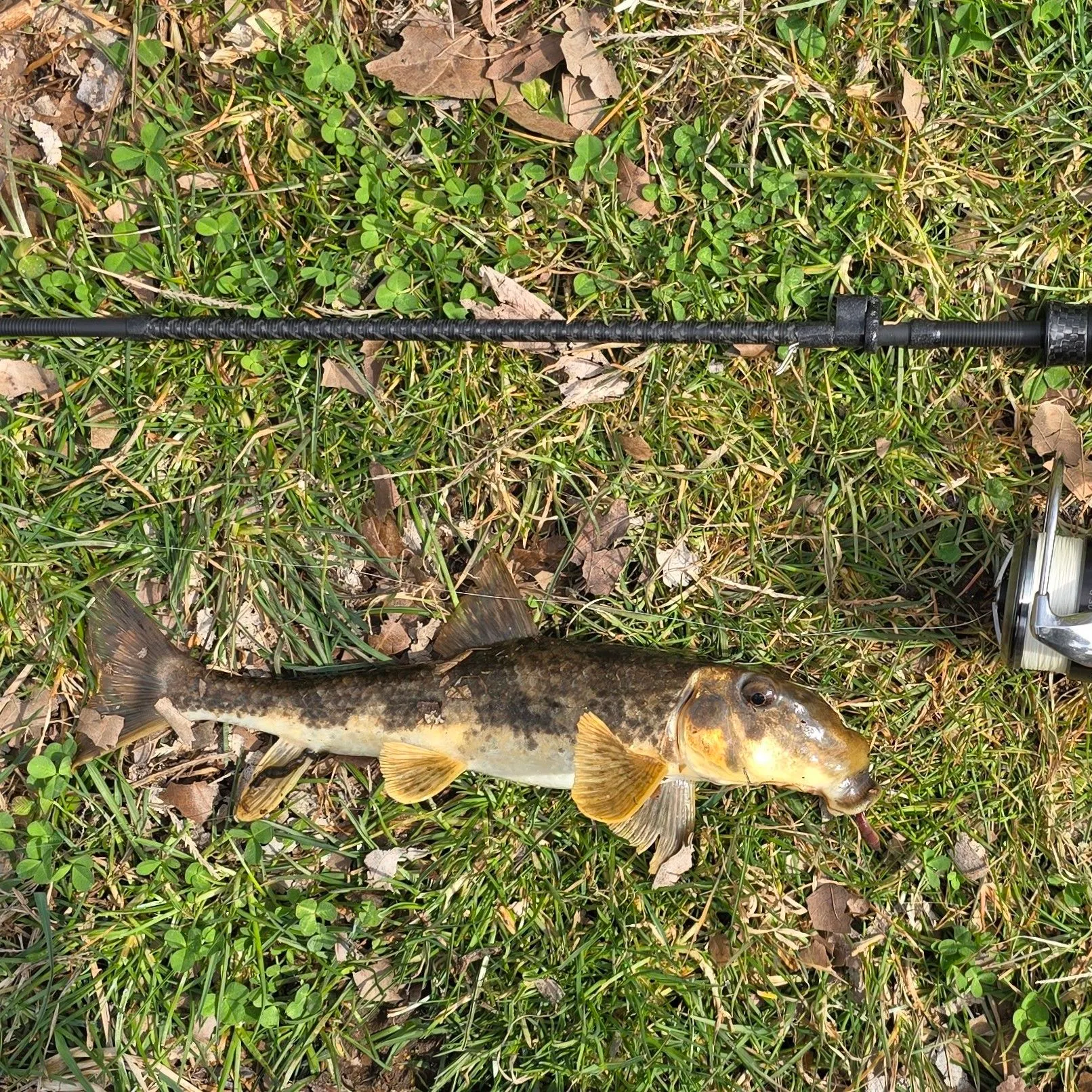 The most recent Northern hogsucker catches on Fishbrain