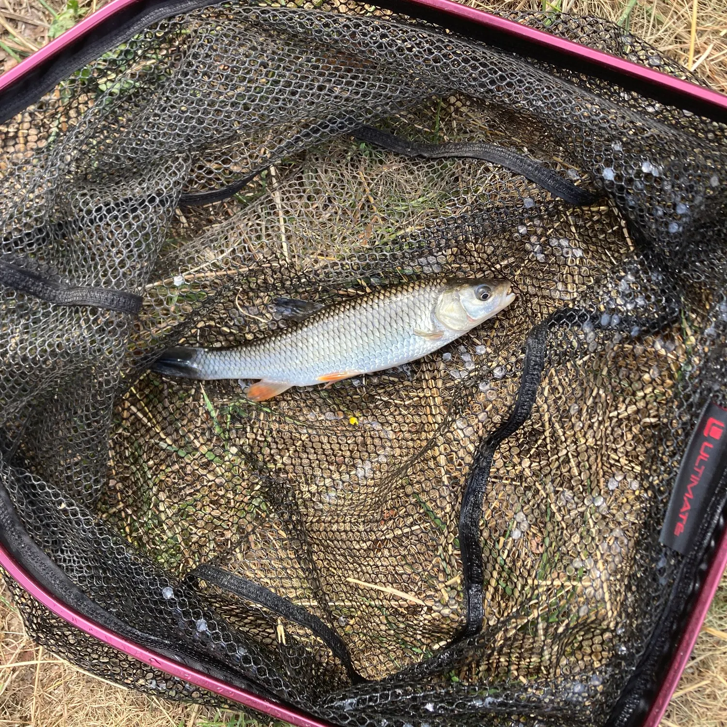The most recent European chub catches on Fishbrain